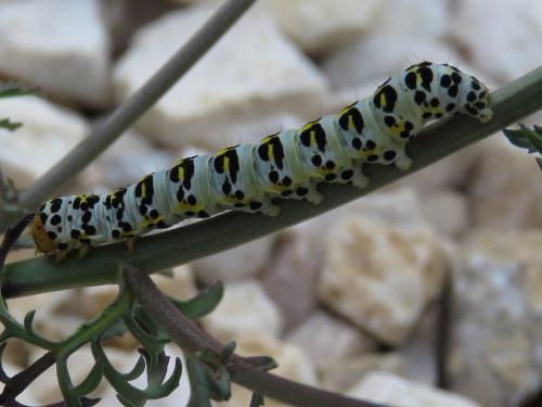 Cucullia caninae
